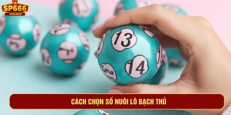Cách chọn số nuôi lô bạch thủ
