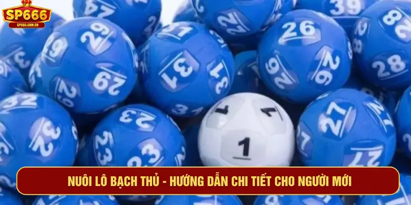 Nuôi lô bạch thủ - Hướng dẫn chi tiết cho người mới